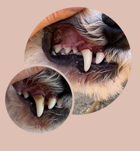 Client 1- 1st session results